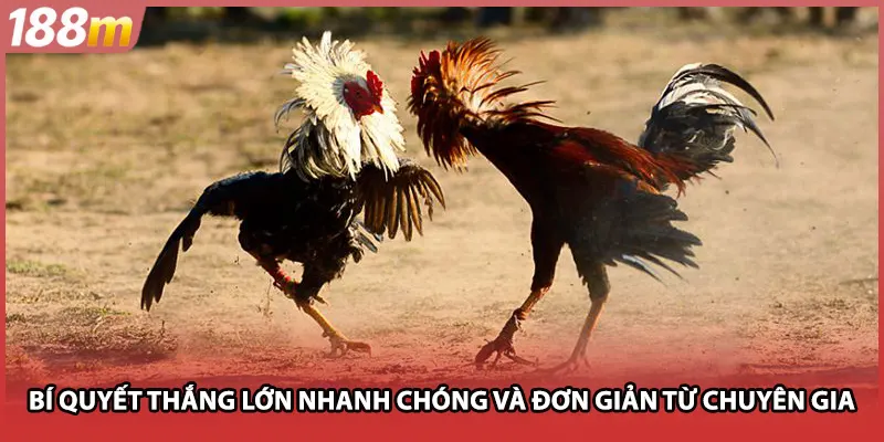 Bí quyết thắng lớn nhanh chóng và đơn giản từ chuyên gia