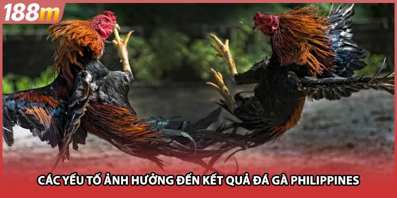 Các yếu tố ảnh hưởng đến kết quả đá gà Philippines