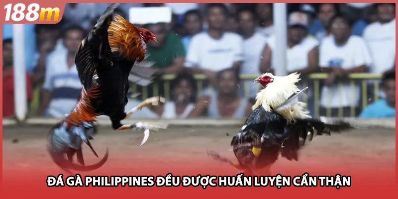 Đá gà Philippines đều được huấn luyện cẩn thận