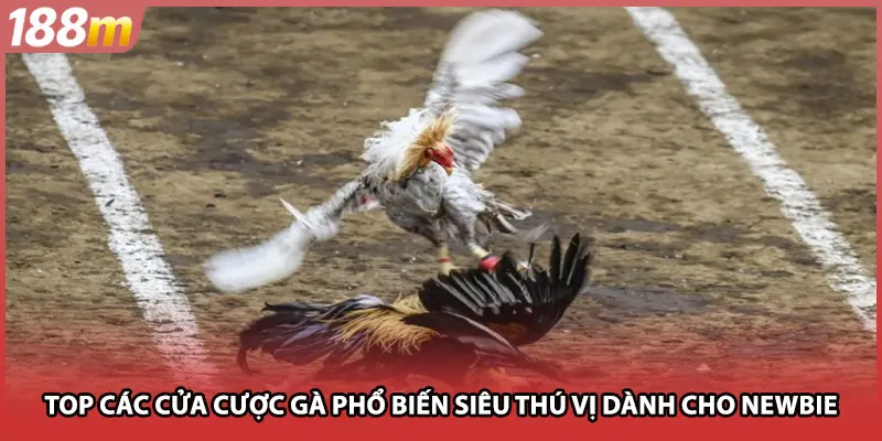 Danh sách các kèo gà thông dụng hấp dẫn cho newbie