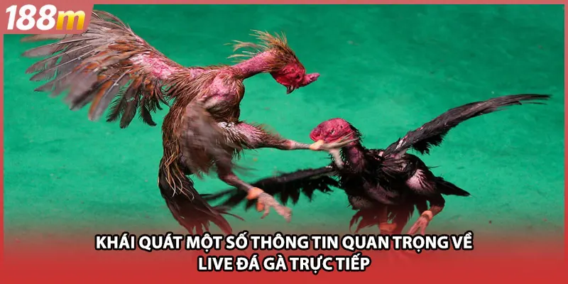Khái quát một số thông tin quan trọng về live đá gà trực tiếp