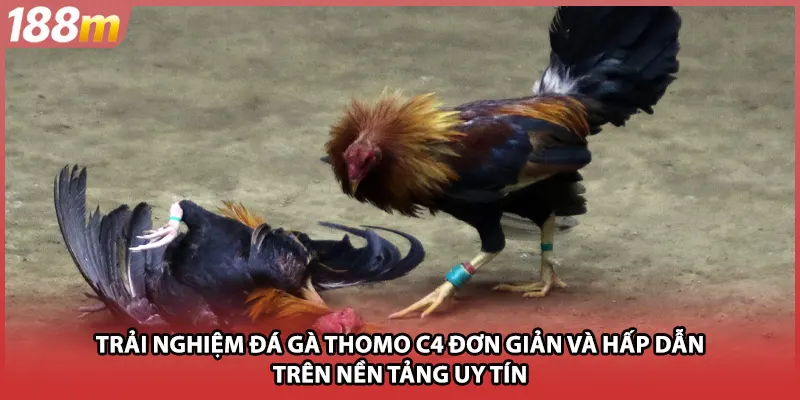 Trải nghiệm đá gà thomo c4 đơn giản và hấp dẫn trên nền tảng uy tín